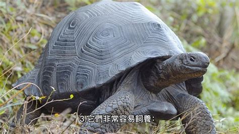 養 陸龜 好處